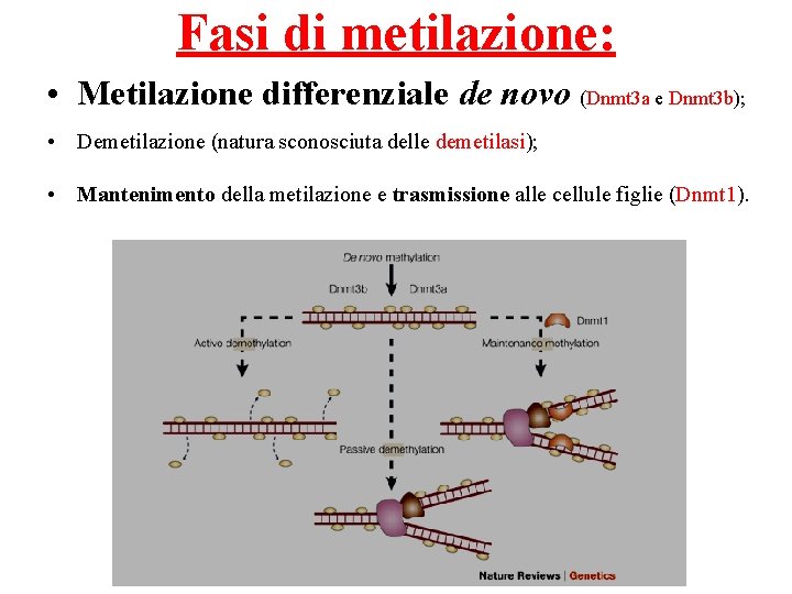 Fasi di metilazione: • Metilazione differenziale de novo (Dnmt 3 a e Dnmt 3