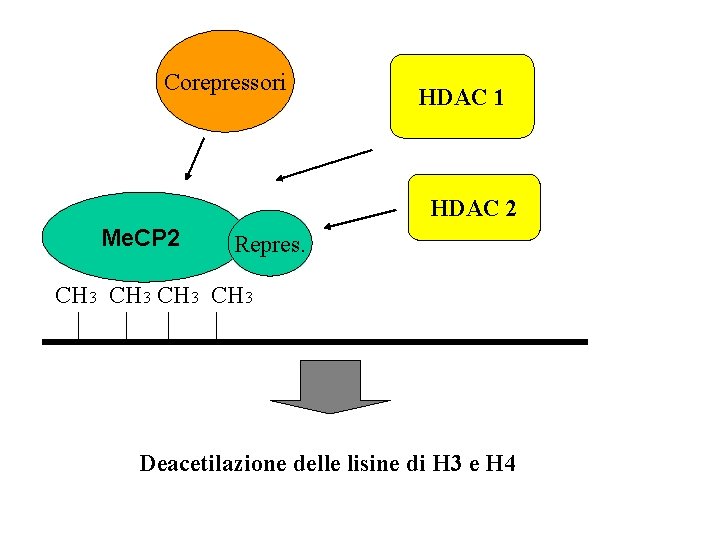 Corepressori HDAC 1 HDAC 2 Me. CP 2 Repres. CH 3 Deacetilazione delle lisine