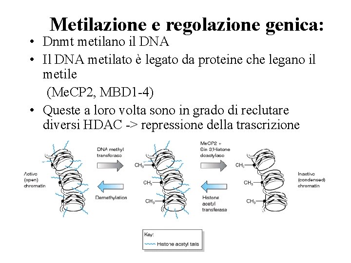 Metilazione e regolazione genica: • Dnmt metilano il DNA • Il DNA metilato è