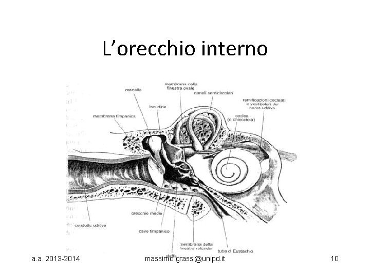 L’orecchio interno a. a. 2013 -2014 massimo. grassi@unipd. it 10 