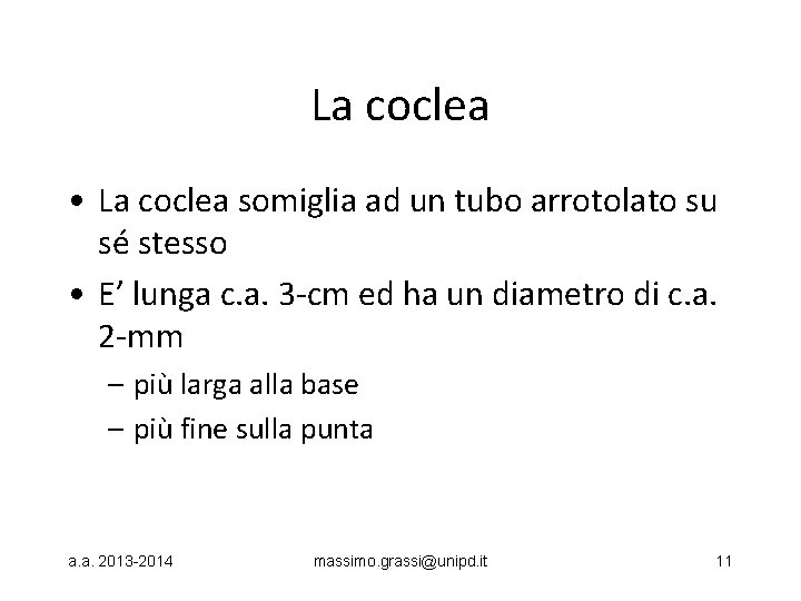La coclea • La coclea somiglia ad un tubo arrotolato su sé stesso •