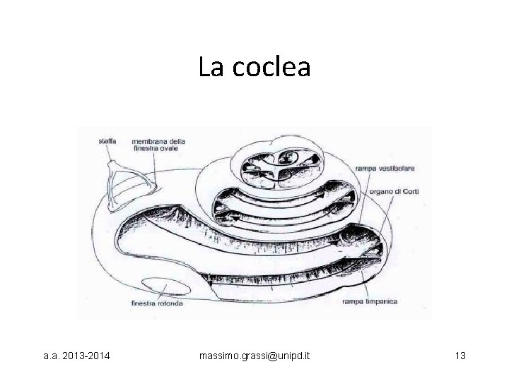 La coclea a. a. 2013 -2014 massimo. grassi@unipd. it 13 