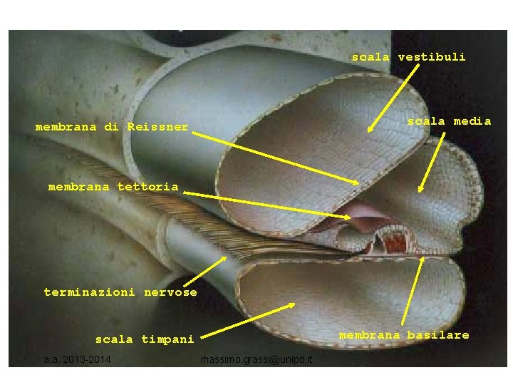 scala vestibuli scala media membrana di Reissner membrana tettoria terminazioni nervose membrana basilare scala