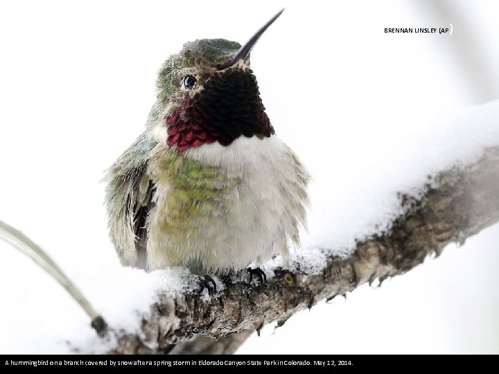 BRENNAN LINSLEY (AP A hummingbird on a branch covered by snow after a spring