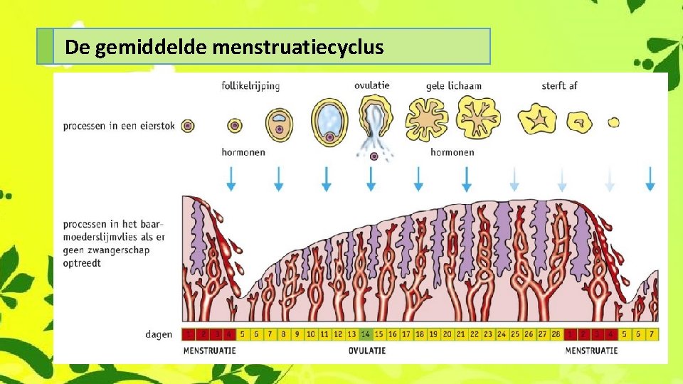 De gemiddelde menstruatiecyclus 