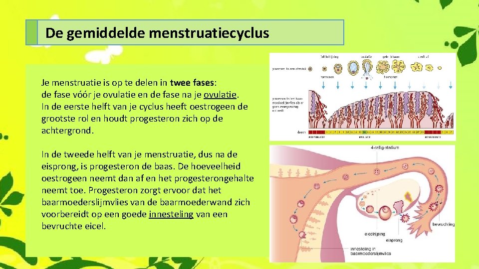 De gemiddelde menstruatiecyclus Je menstruatie is op te delen in twee fases: de fase
