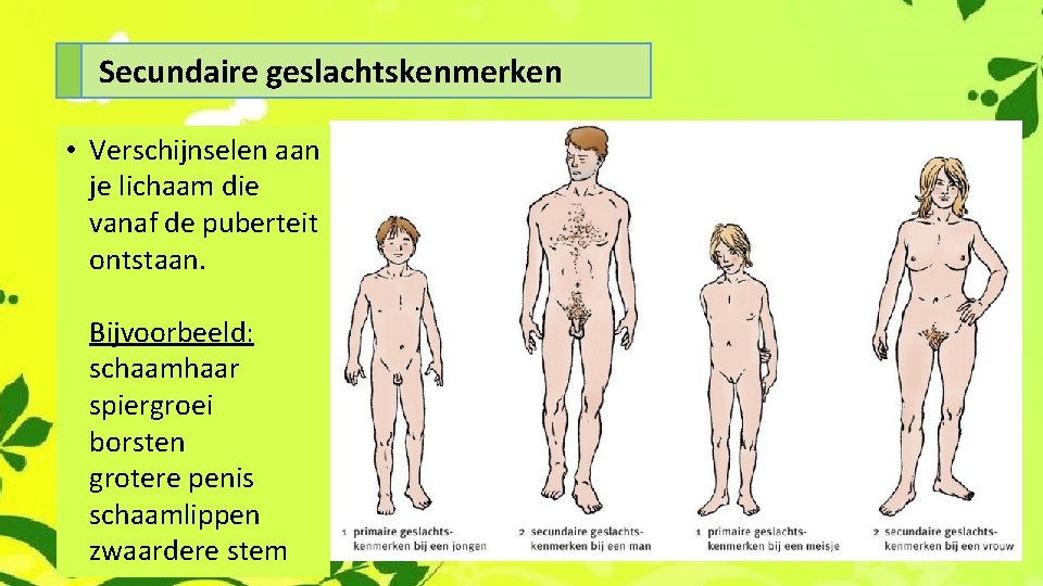 Secundaire geslachtskenmerken • Verschijnselen aan je lichaam die vanaf de puberteit ontstaan. Bijvoorbeeld: schaamhaar