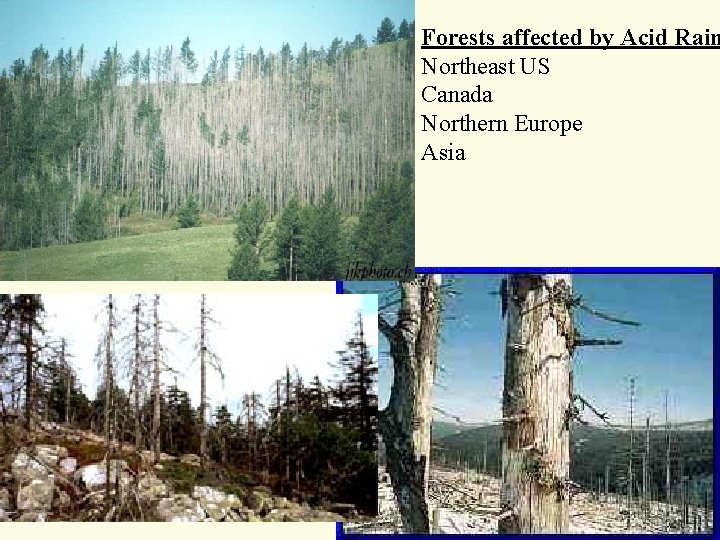 Forests affected by Acid Rain Northeast US Canada Northern Europe Asia Forests affected by Acid Rain Northeast US Canada Northern Europe Asia