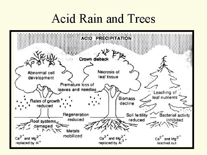 Acid Rain and Trees Acid Rain and Trees