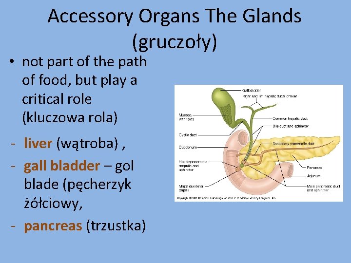 Accessory Organs The Glands (gruczoły) • not part of the path of food, but