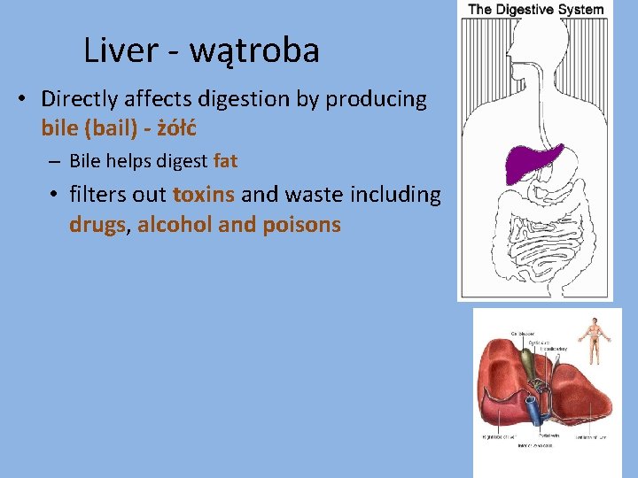 Liver - wątroba • Directly affects digestion by producing bile (bail) - żółć –