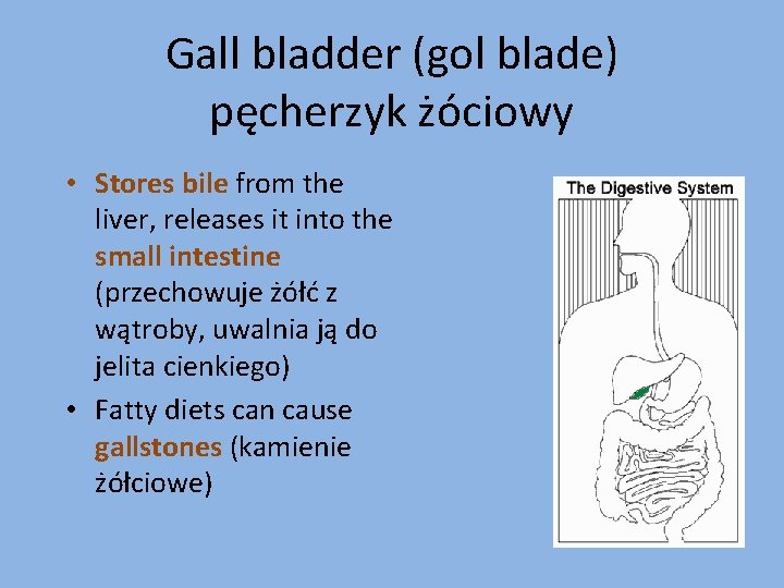 Gall bladder (gol blade) pęcherzyk żóciowy • Stores bile from the liver, releases it