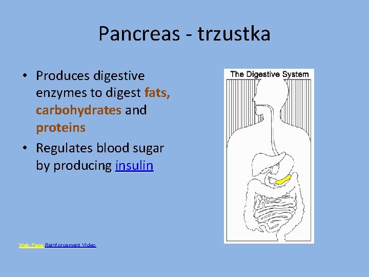 Pancreas - trzustka • Produces digestive enzymes to digest fats, carbohydrates and proteins •