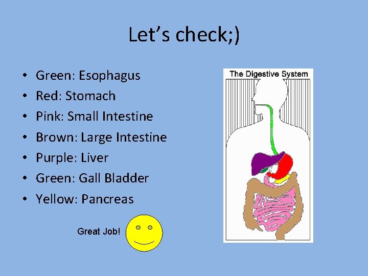 Let’s check; ) • • Green: Esophagus Red: Stomach Pink: Small Intestine Brown: Large
