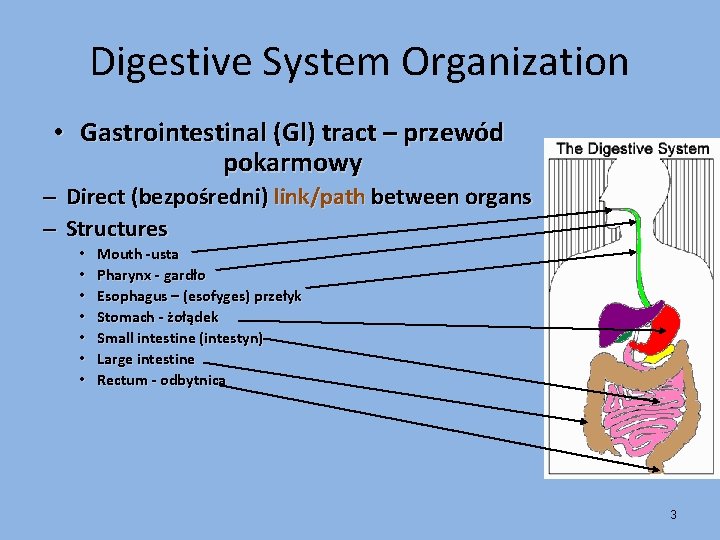 Digestive System Organization • Gastrointestinal (Gl) tract – przewód pokarmowy – Direct (bezpośredni) link/path