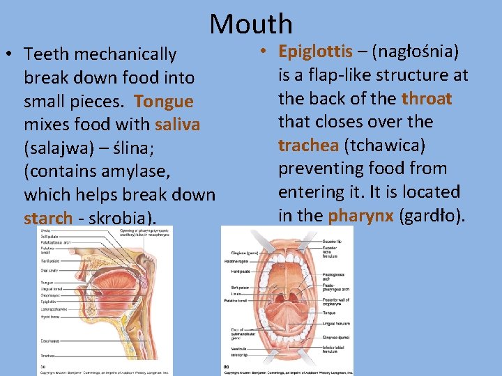 Mouth • Teeth mechanically break down food into small pieces. Tongue mixes food with