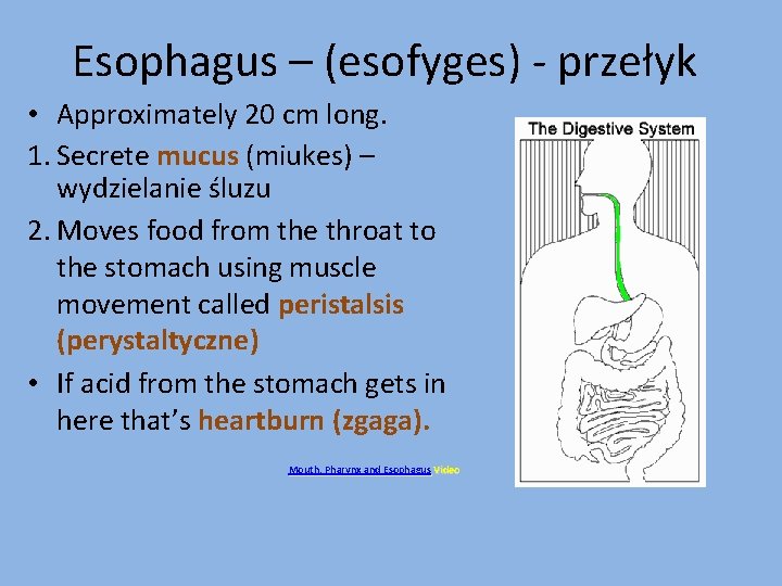Esophagus – (esofyges) - przełyk • Approximately 20 cm long. 1. Secrete mucus (miukes)