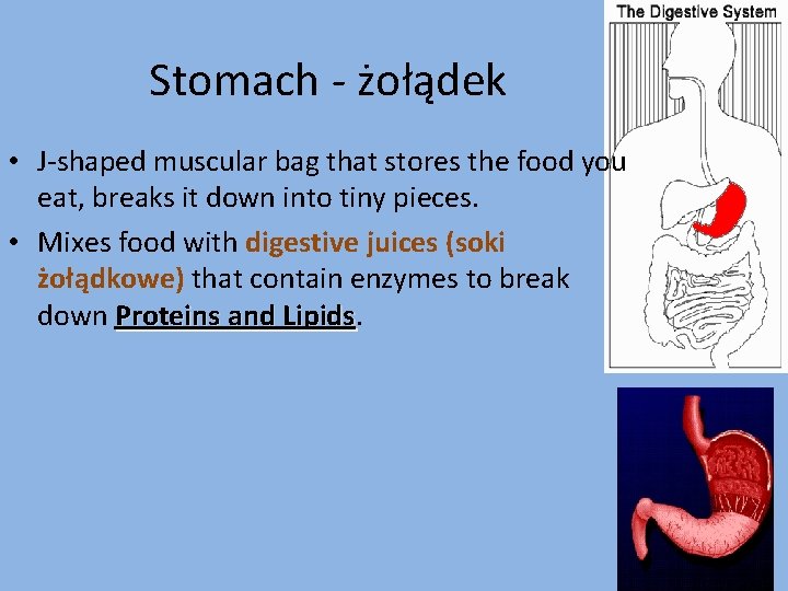 Stomach - żołądek • J-shaped muscular bag that stores the food you eat, breaks