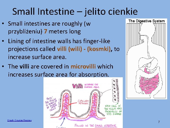 Small Intestine – jelito cienkie • Small intestines are roughly (w przybliżeniu) 7 meters