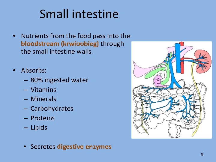 Small intestine • Nutrients from the food pass into the bloodstream (krwioobieg) through the