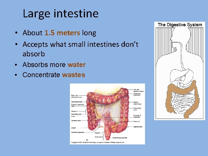 Large intestine • About 1. 5 meters long • Accepts what small intestines don’t