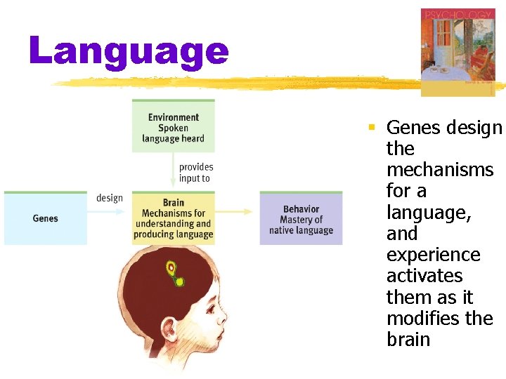 Language § Genes design the mechanisms for a language, and experience activates them as