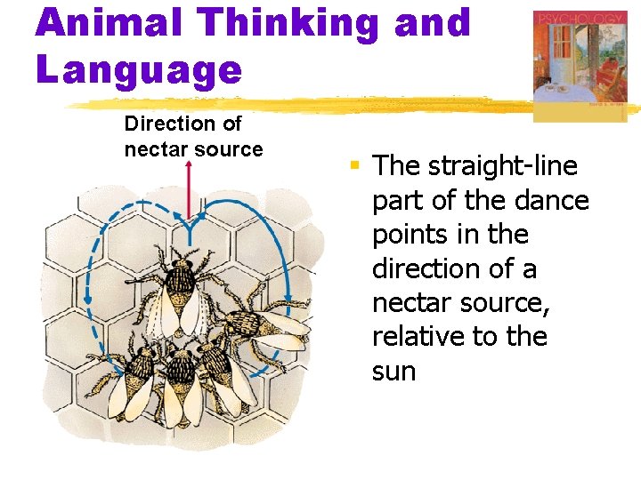 Animal Thinking and Language Direction of nectar source § The straight-line part of the
