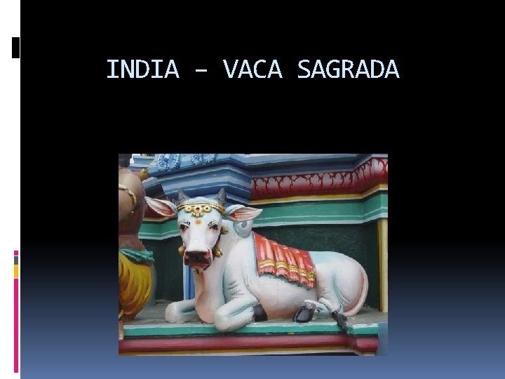 INDIA – VACA SAGRADA 