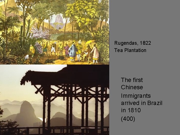 Rugendas, 1822 Tea Plantation The first Chinese Immigrants arrived in Brazil in 1810 (400)