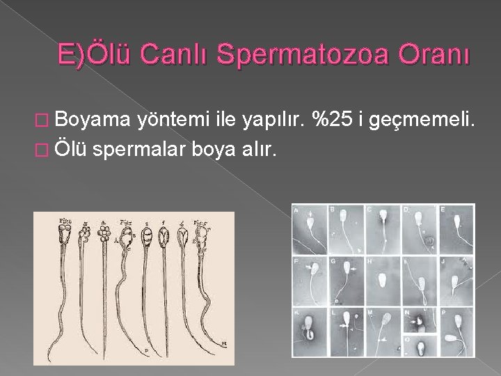 E)Ölü Canlı Spermatozoa Oranı � Boyama yöntemi ile yapılır. %25 i geçmemeli. � Ölü