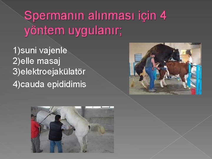 Spermanın alınması için 4 yöntem uygulanır; 1)suni vajenle 2)elle masaj 3)elektroejakülatör 4)cauda epididimis 