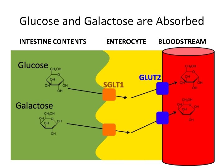 Glucose and Galactose are Absorbed INTESTINE CONTENTS ENTEROCYTE BLOODSTREAM 