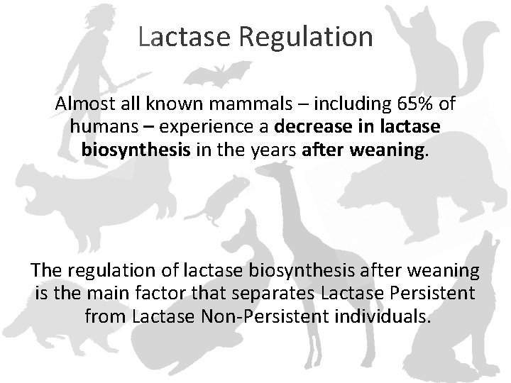 Lactase Regulation Almost all known mammals – including 65% of humans – experience a