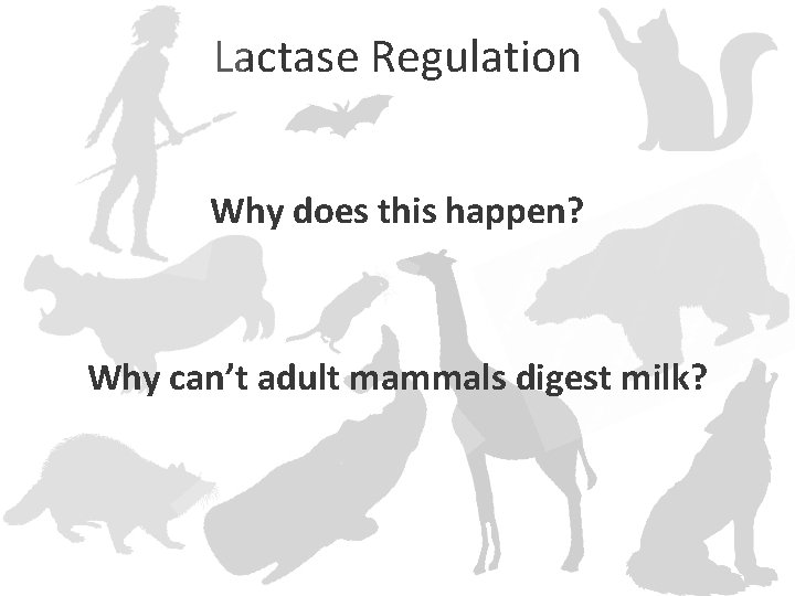 Lactase Regulation Why does this happen? Why can’t adult mammals digest milk? 