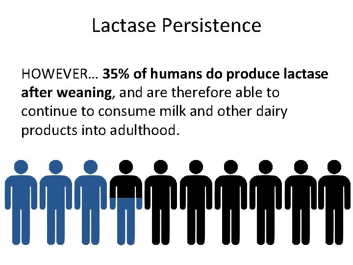 Lactase Persistence HOWEVER… 35% of humans do produce lactase after weaning, and are therefore