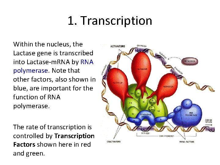 1. Transcription Within the nucleus, the Lactase gene is transcribed into Lactase-m. RNA by