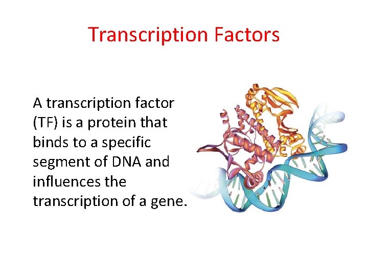 Transcription Factors A transcription factor (TF) is a protein that binds to a specific