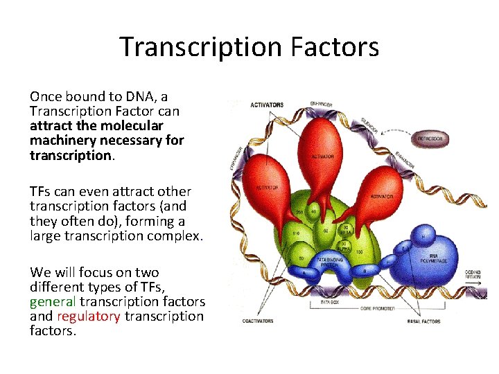 Transcription Factors Once bound to DNA, a Transcription Factor can attract the molecular machinery