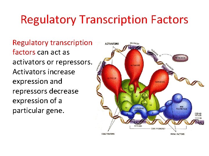 Regulatory Transcription Factors Regulatory transcription factors can act as activators or repressors. Activators increase