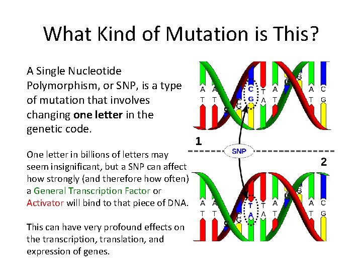 What Kind of Mutation is This? A Single Nucleotide Polymorphism, or SNP, is a