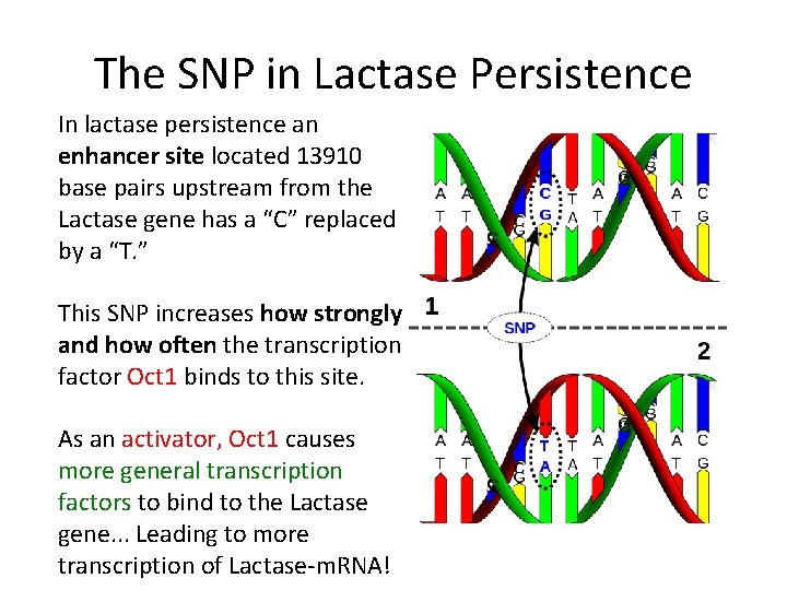 The SNP in Lactase Persistence In lactase persistence an enhancer site located 13910 base