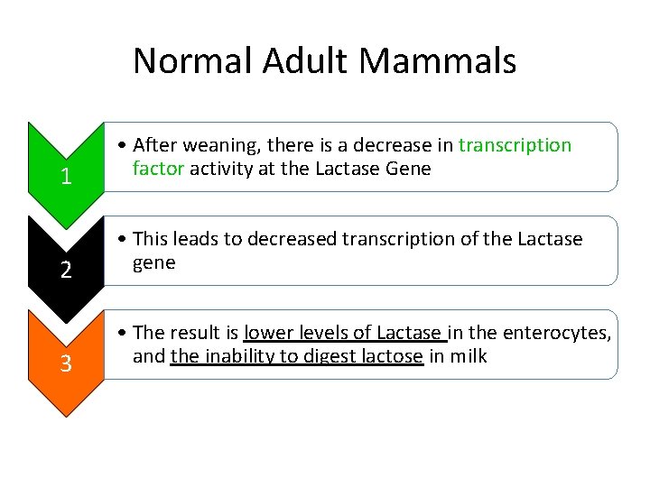 Normal Adult Mammals 1 • After weaning, there is a decrease in transcription factor