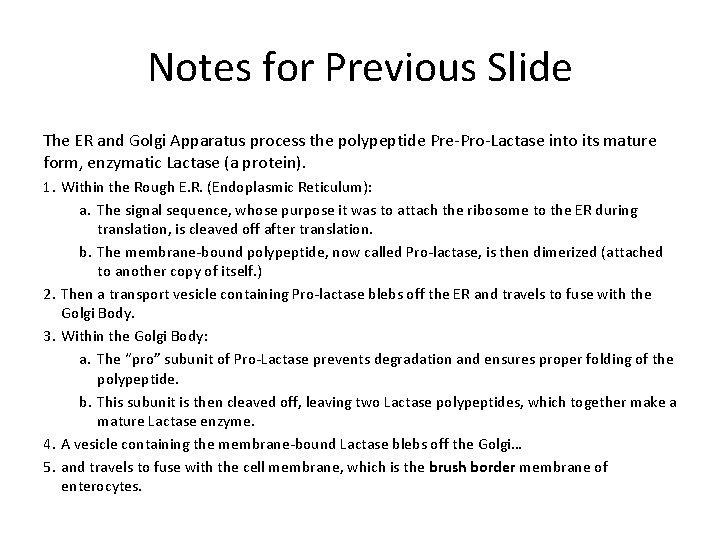 Notes for Previous Slide The ER and Golgi Apparatus process the polypeptide Pre-Pro-Lactase into