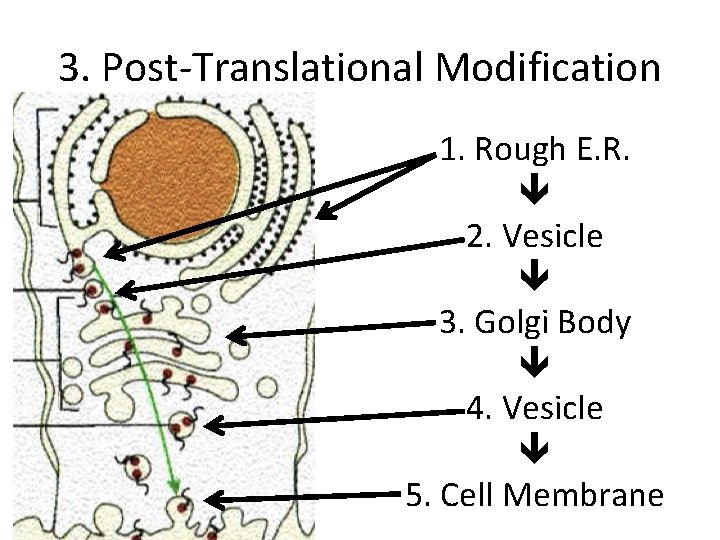 3. Post-Translational Modification 1. Rough E. R. 2. Vesicle 3. Golgi Body 4. Vesicle