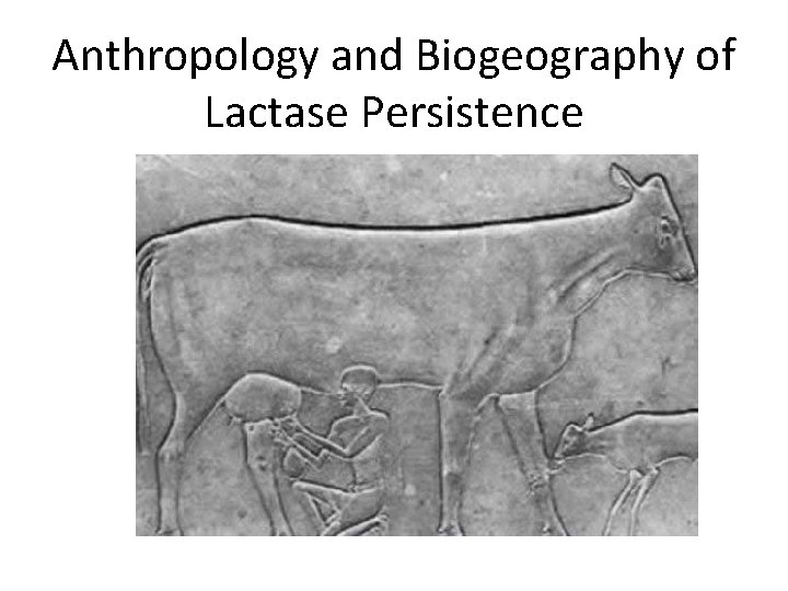 Anthropology and Biogeography of Lactase Persistence 