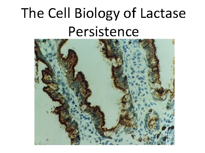 The Cell Biology of Lactase Persistence 