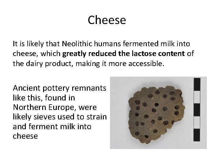 Cheese It is likely that Neolithic humans fermented milk into cheese, which greatly reduced