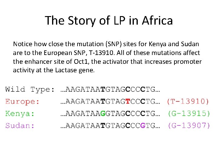 The Story of LP in Africa Notice how close the mutation (SNP) sites for