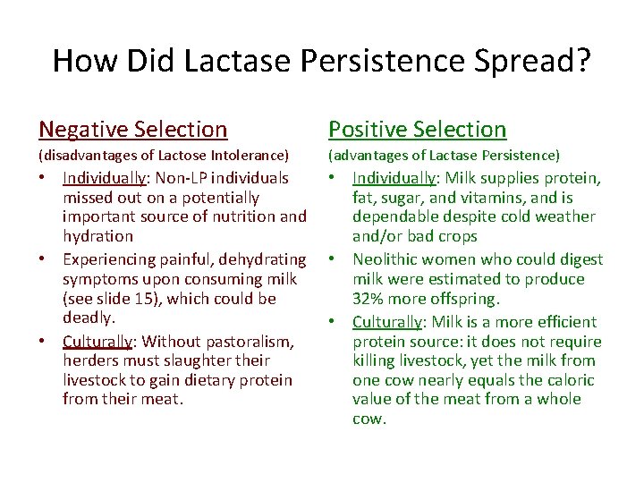 How Did Lactase Persistence Spread? Negative Selection Positive Selection (disadvantages of Lactose Intolerance) (advantages