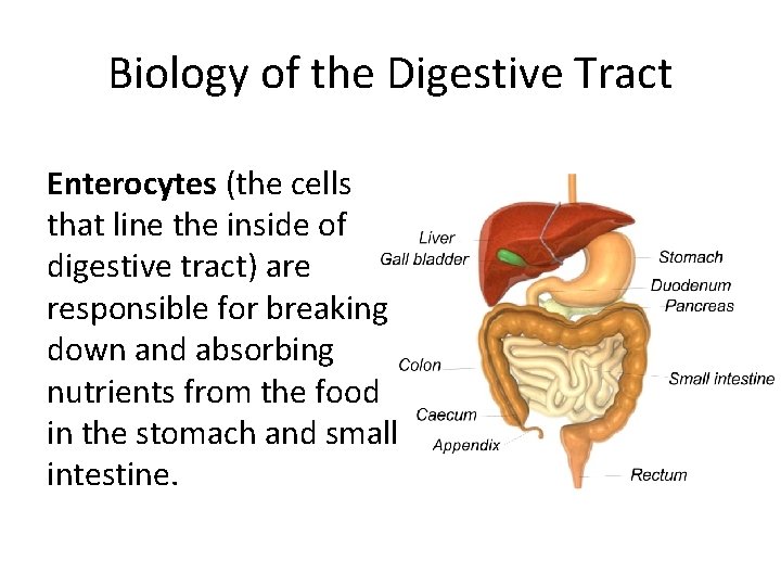 Biology of the Digestive Tract Enterocytes (the cells that line the inside of digestive